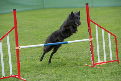 Side view of a dog running on grassland