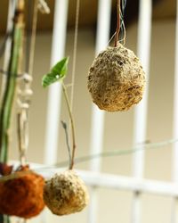 Close-up of fruits hanging on plant