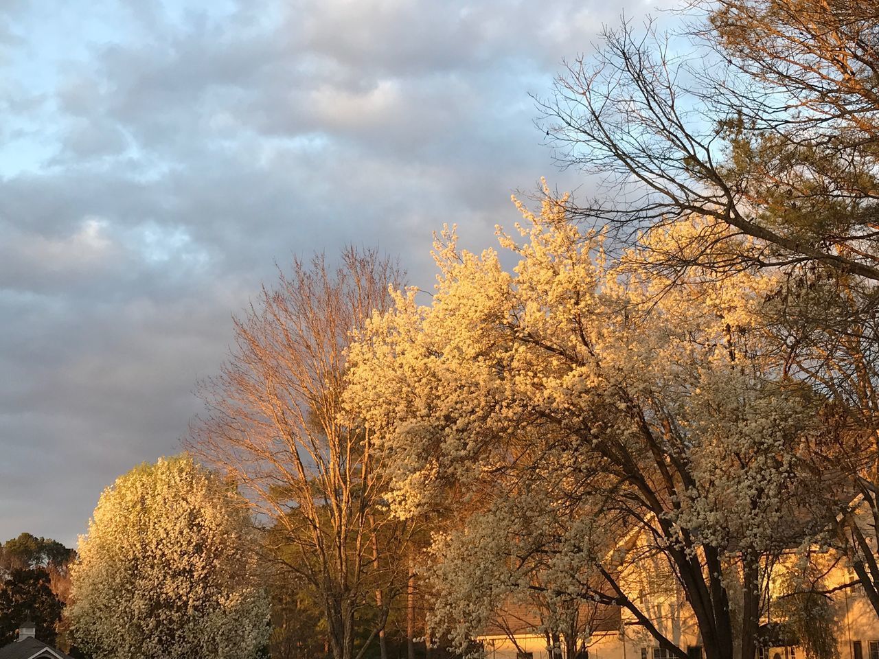 LOW ANGLE VIEW OF PLANT AGAINST SKY DURING AUTUMN