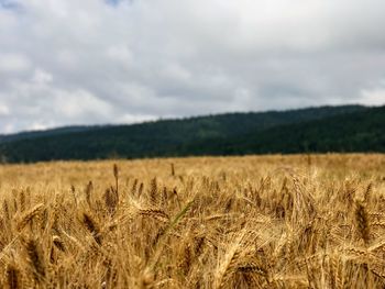 Scenic view of wheat field against sky