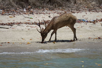 Side view of deer standing on beach
