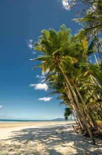 Palm tree on beach against sky