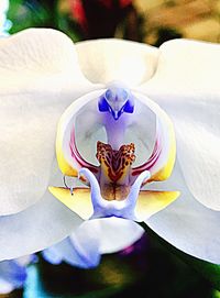 Close-up of cat on flower