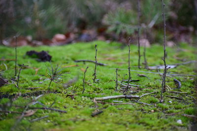 Close-up of moss growing on field