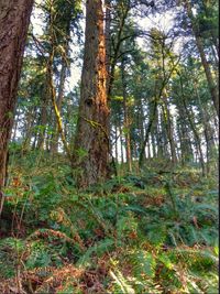 Trees in forest