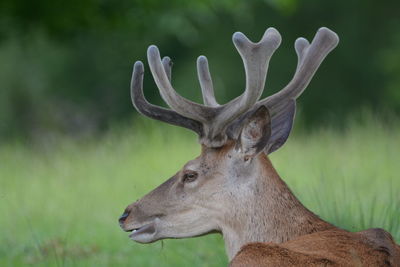 Close-up of deer on field