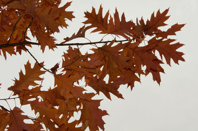 Low angle view of leaves on tree