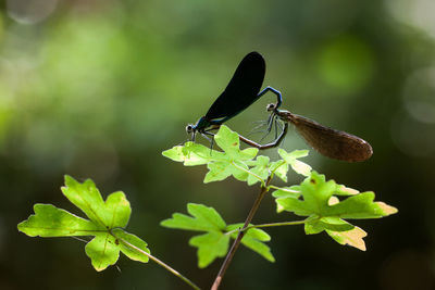 Close-up of damselflies mating on plant