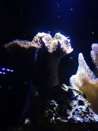 Low angle view of illuminated lighting equipment at night