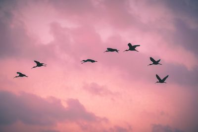 Low angle view of silhouette birds flying against sky