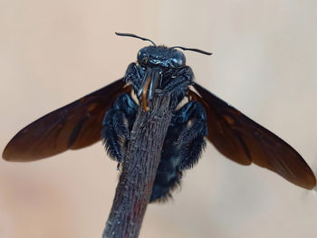 Close-up of butterfly