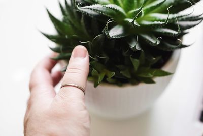 Close-up of hand holding plant