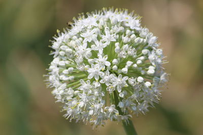 Close-up of white flowers against blurred background