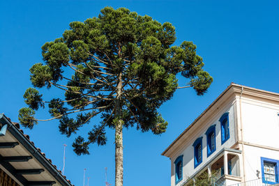 Low angle view of tree and building against clear blue sky