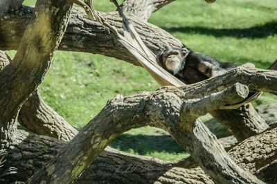 Close-up of lizard on branch