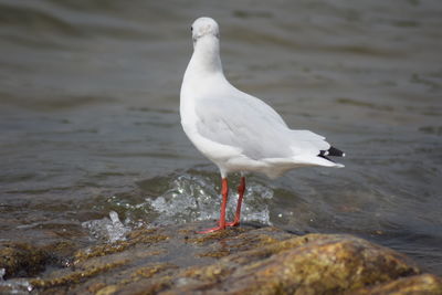 Seagull perching on a sea