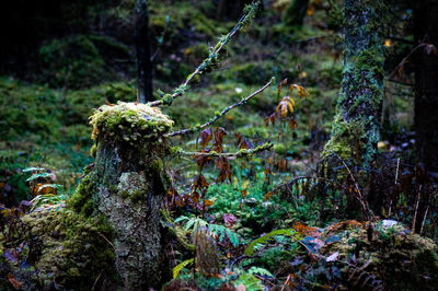 Close-up of mushroom growing in forest