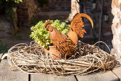 Close-up of birds in nest