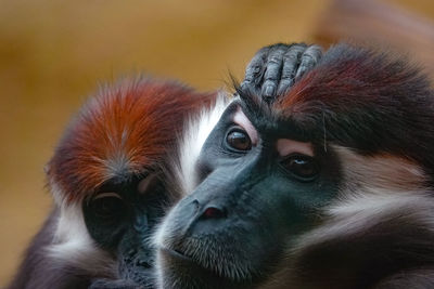 Close-up portrait of a monkey