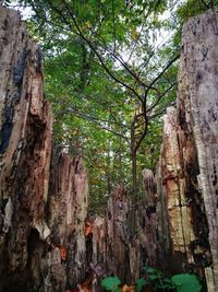 Trees growing on tree trunk