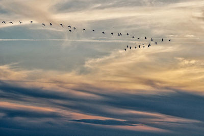 Low angle view of birds flying in sky