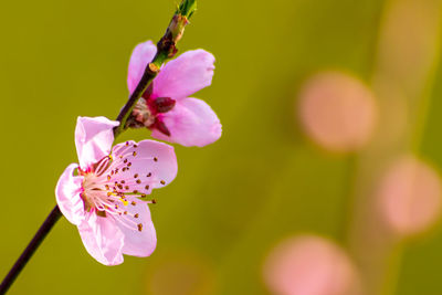 Close-up of pink cherry blossoms