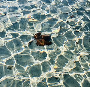 High angle view of turtle in swimming pool