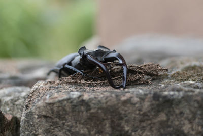 Close-up of insect on rock