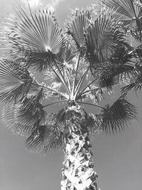 Low angle view of palm trees