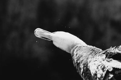 Close-up of swan swimming in water