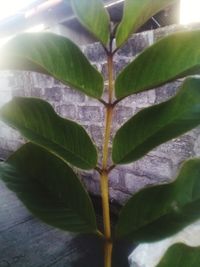 Close-up of green leaves