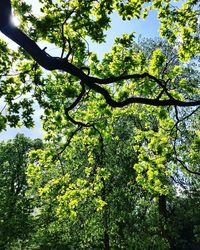 Low angle view of trees