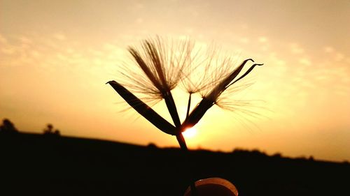 Close-up of silhouette plant on field against sky during sunset