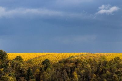 Yellow flowers growing in field against sky