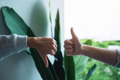 Cropped hand of woman holding plant