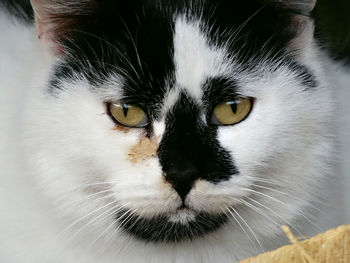 Close-up portrait of cat