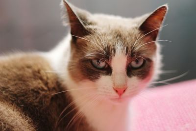 Close-up portrait of cat at home