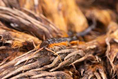 Close-up of dried leaf on wood
