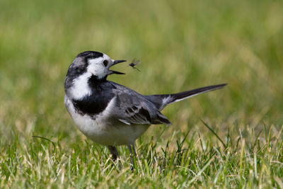 Close-up of a bird flying over grass