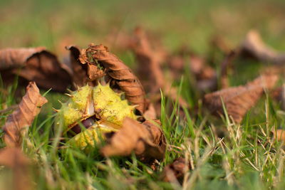 Close-up of dry leaves on grassy field