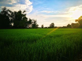 Scenic view of rice field against sky