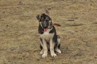 Portrait of dog sitting on field