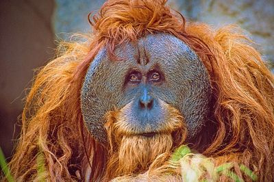 Close-up of monkey against sky