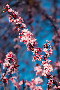 Close-up of cherry blossoms in spring