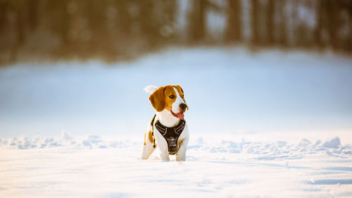 View of a dog on snow covered land