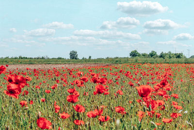 Red poppies on field against sky