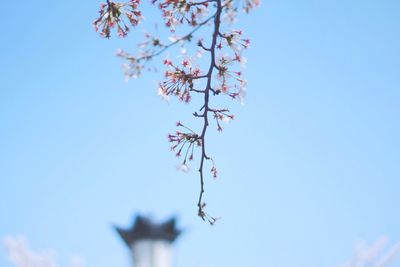 Low angle view of tree against clear sky