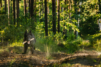 Deer in forest