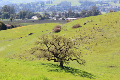 Scenic view of landscape