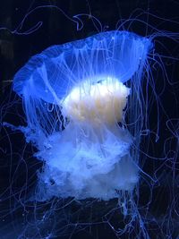 Close-up of jellyfish swimming in aquarium